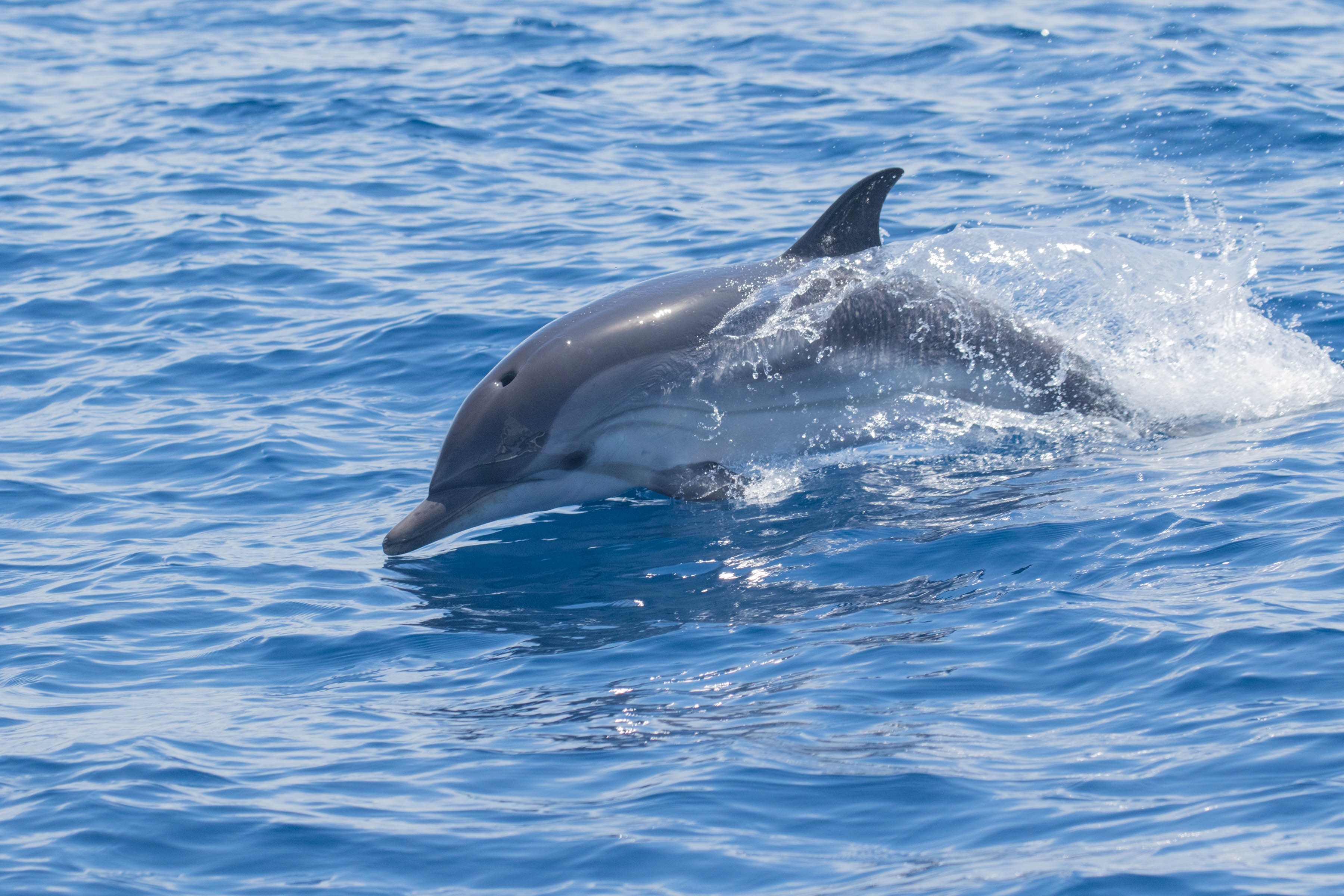 La Megafauna marina a la costa del Garraf
