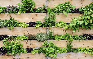 L'hort ecològic, un món de possibilitats