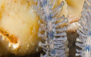 Biodiversitat oculta