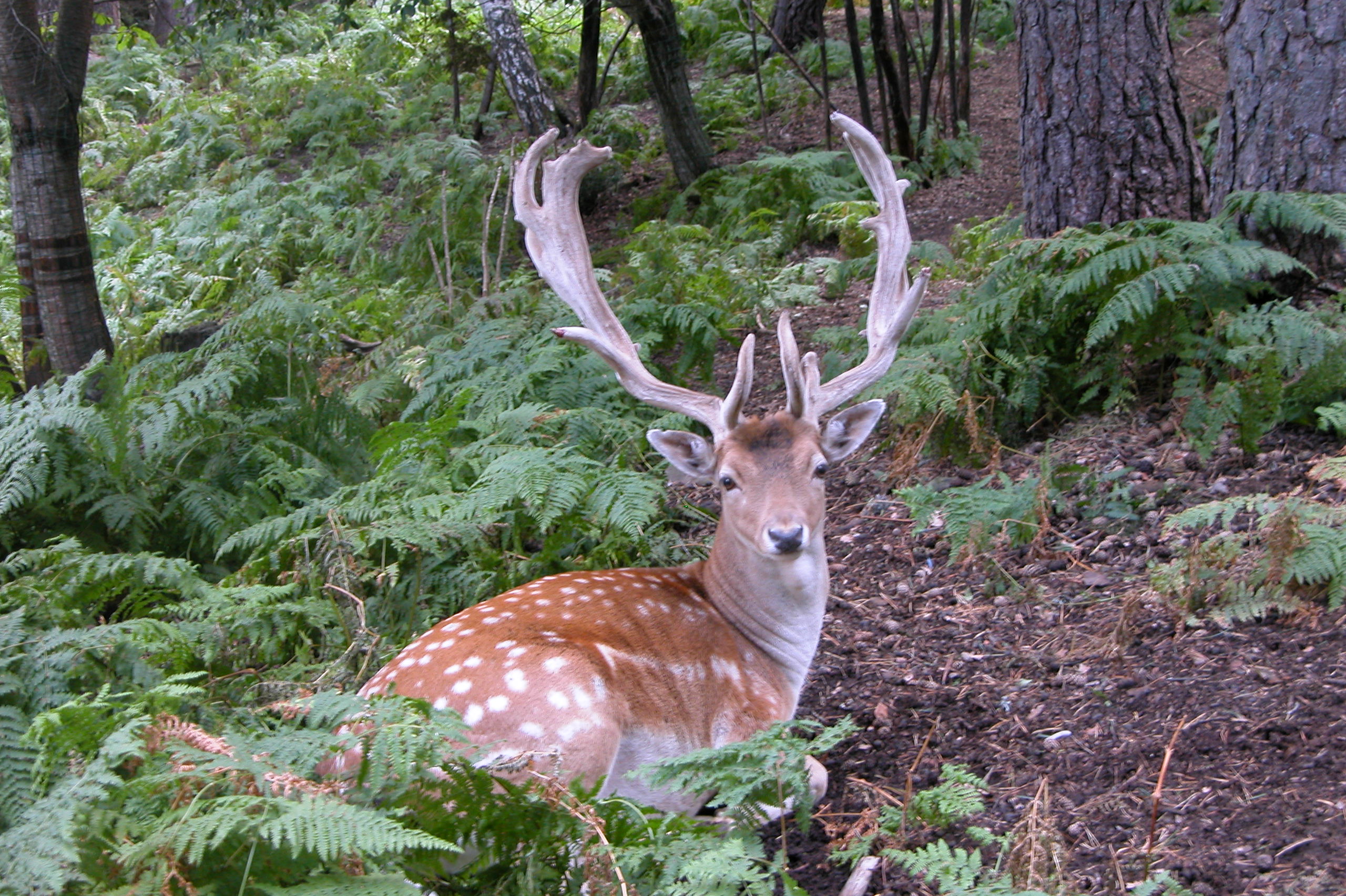 Coneguem la fauna salvatge