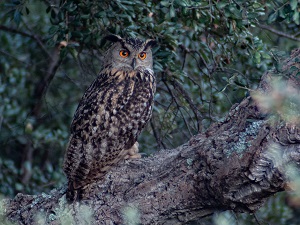 El duc (Bubo bubo) de Palamós