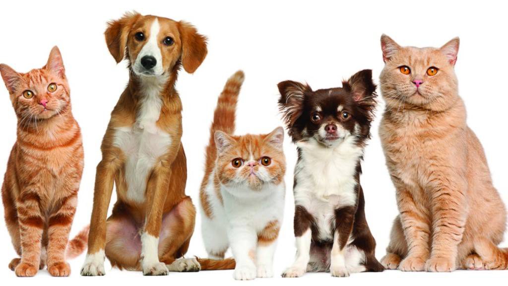 CONTES DE GATS, GOSSOS I ALTRES ANIMALS DE COMPANYIA