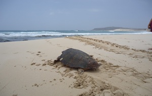 Tortuga Caretta a la vista