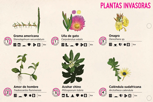 Flora exòtica invasora