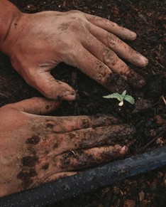 Plantem un jardí de drets i esperança