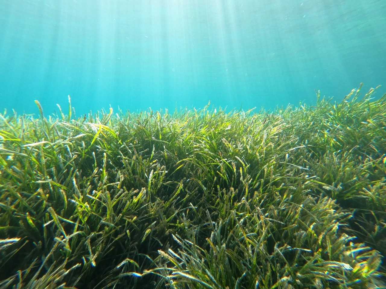 Projecte RESILIA: actuacions de conservació de la Posidònia oceànica en espais Natura 2000 marins
