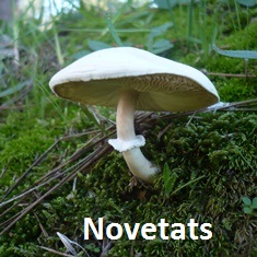 Novetats setembre 2023 Caldes