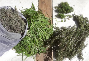 Farmaciola natural